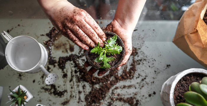 5 Basic Gardening Tips For Beginners