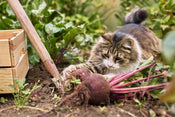 6 Ways to Deter Cats from Your Garden
