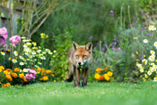 6 Ways to Deter Foxes from Your Garden