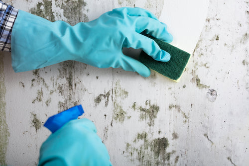 8 Tips for Preventing Mould in Your Shed