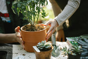 Potting shed vs. greenhouse: what's the difference
