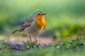 6 Ways to Attract Birds to Your Garden