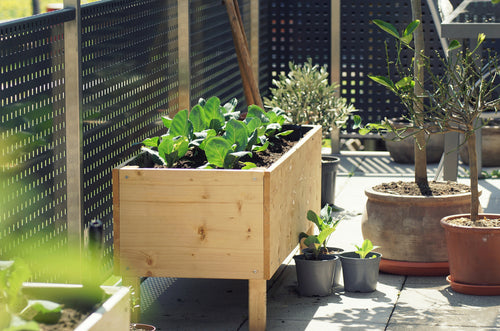 A Simple Guide to Creating a Raised Garden Bed