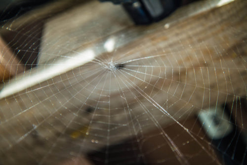 8 Ways to Prevent Spiders in Your Shed