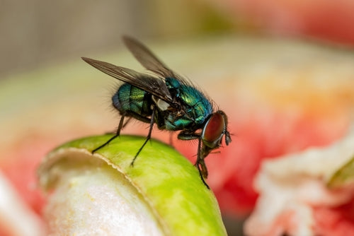 6 Tips for Keeping Flies Out Of Your Garden