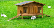 5 Ideas for Decorating Your Pet House