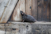 Best Tips for Deterring Rats From Your Shed