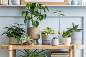 6 Ways to Display Your Potted Plants