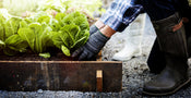 Vegetable Gardening Trends for 2026