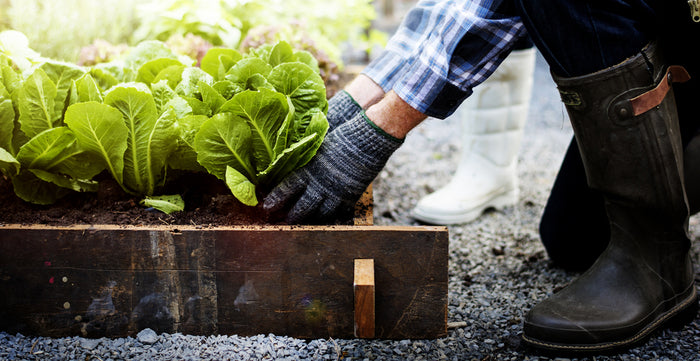 Vegetable Gardening Trends for 2021